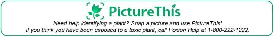 link to Picture This app