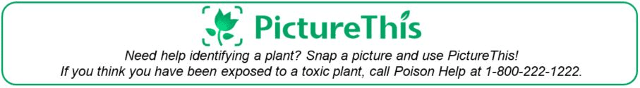 link to Picture This app